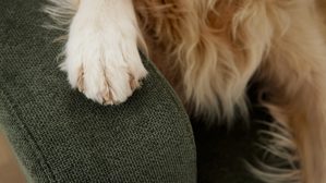 Einzelkissen Interliving aus Stoff in Grün Interliving Sofa Serie 4303 – Armlehnkissen moosfarbener Pfotenstoff Cyber - ca. 45 x 50 cm