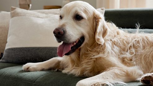 Polsterhocker Interliving aus Stoff in Grün Interliving Sofa Serie 4303 – XXL-Hocker moosgrüner Pfotenstoff Cyber - ca. 126 x 76 cm